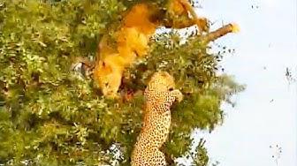 'Video thumbnail for Lion & Leopard Fall Out Tree While Fighting For Food'