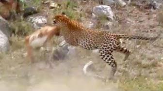 'Video thumbnail for Leopard Catches Impala Mid-Air!'