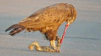 'Video thumbnail for Snake Eagle Ripping Snake Apart As it Tries to Escape'