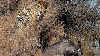 'Video thumbnail for Leopard Catches Warthog in its Burrow - Stealth at its Best!'