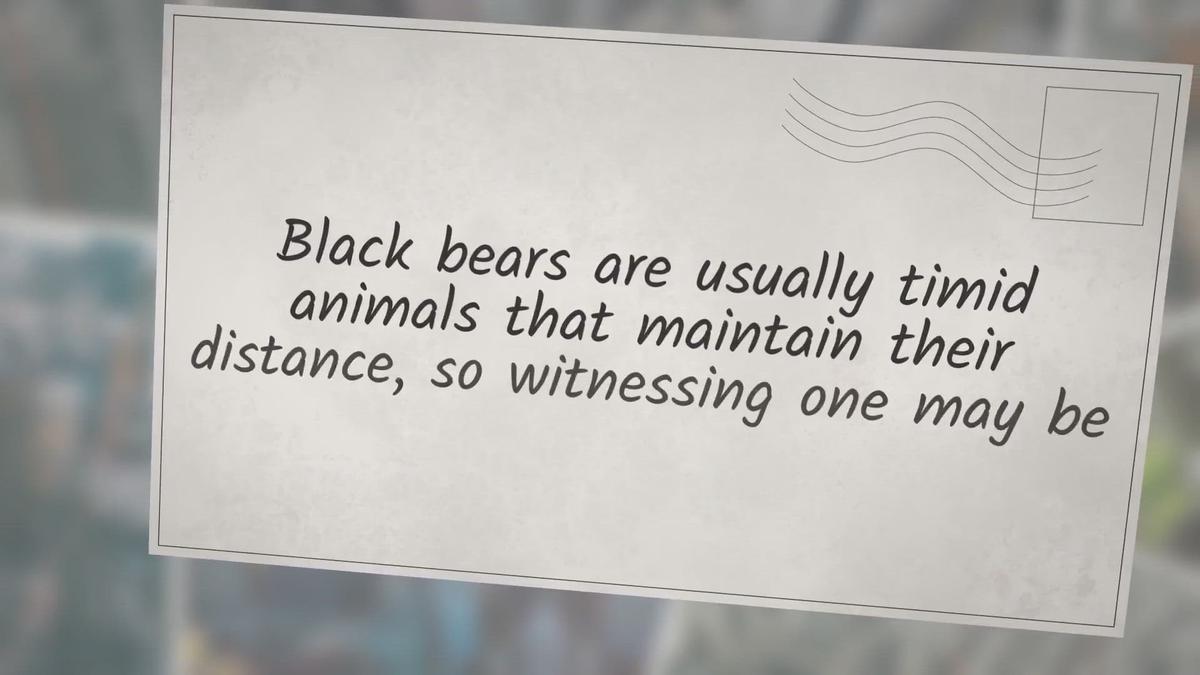 'Video thumbnail for Are There Bears On The Appalachian Trail?'