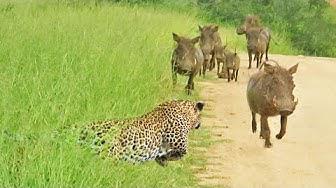 'Video thumbnail for WARTHOGS WALK RIGHT INTO LEOPARD'