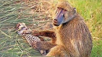 'Video thumbnail for Baboons Steal & Groom 2 Leopard Cubs'
