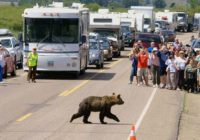 Visitor Safety Yellowstone Park