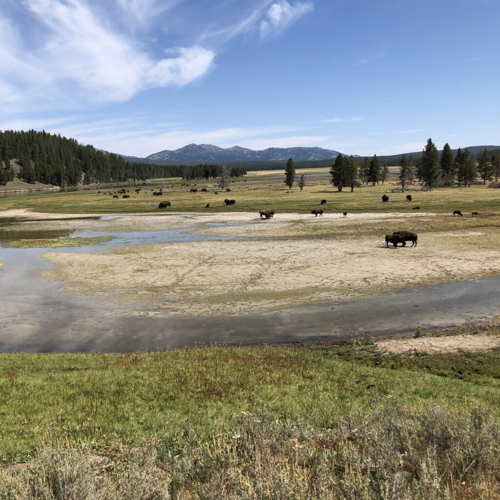 best places to see bison in yellowstone