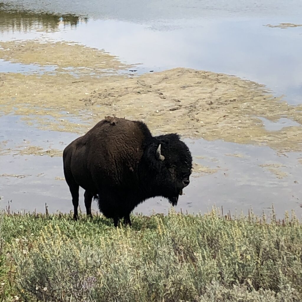 how to see bison in yellowstone safely