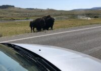 best places to see bison in yellowstone