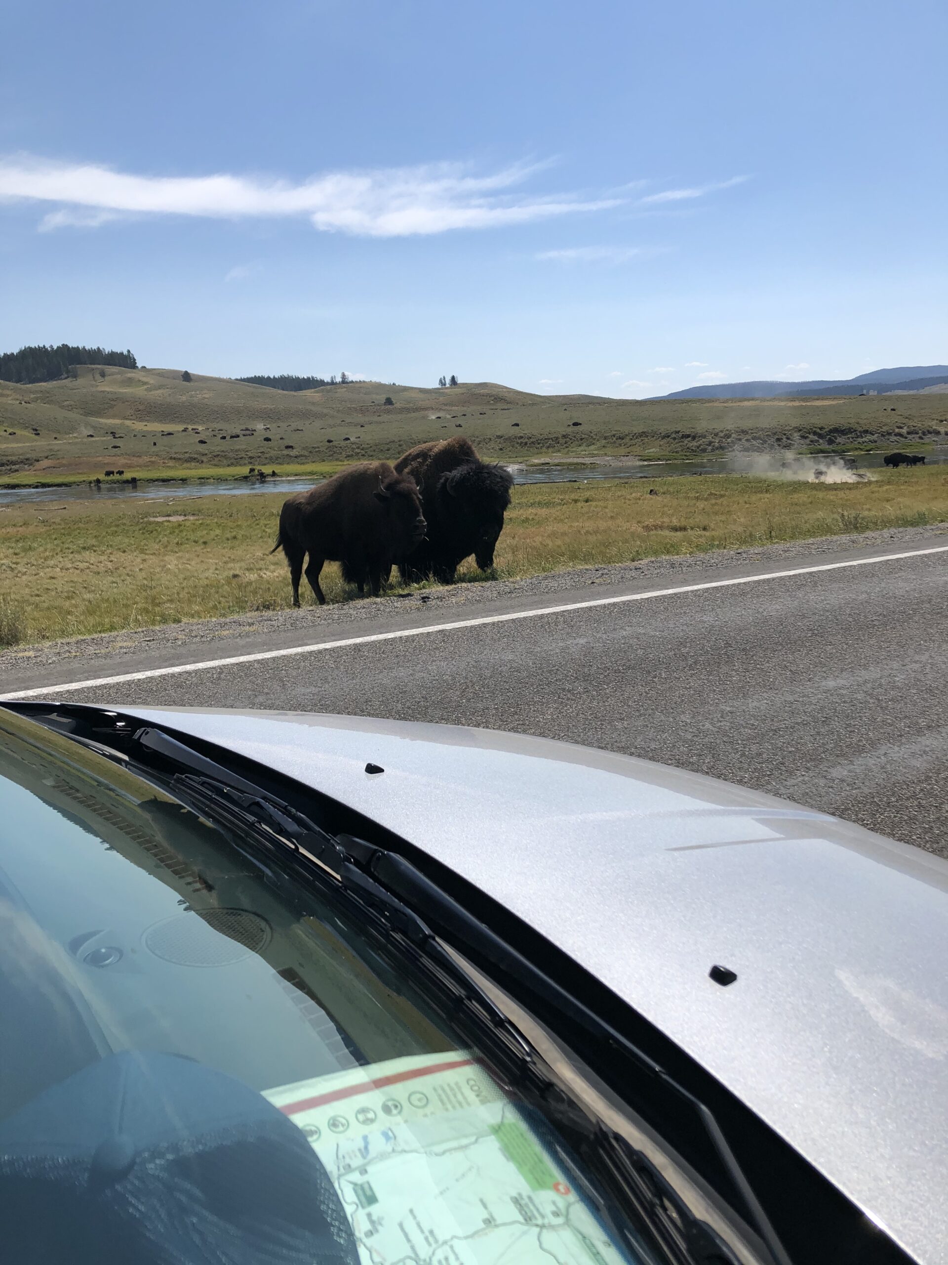 Best Places To See Bison In Yellowstone