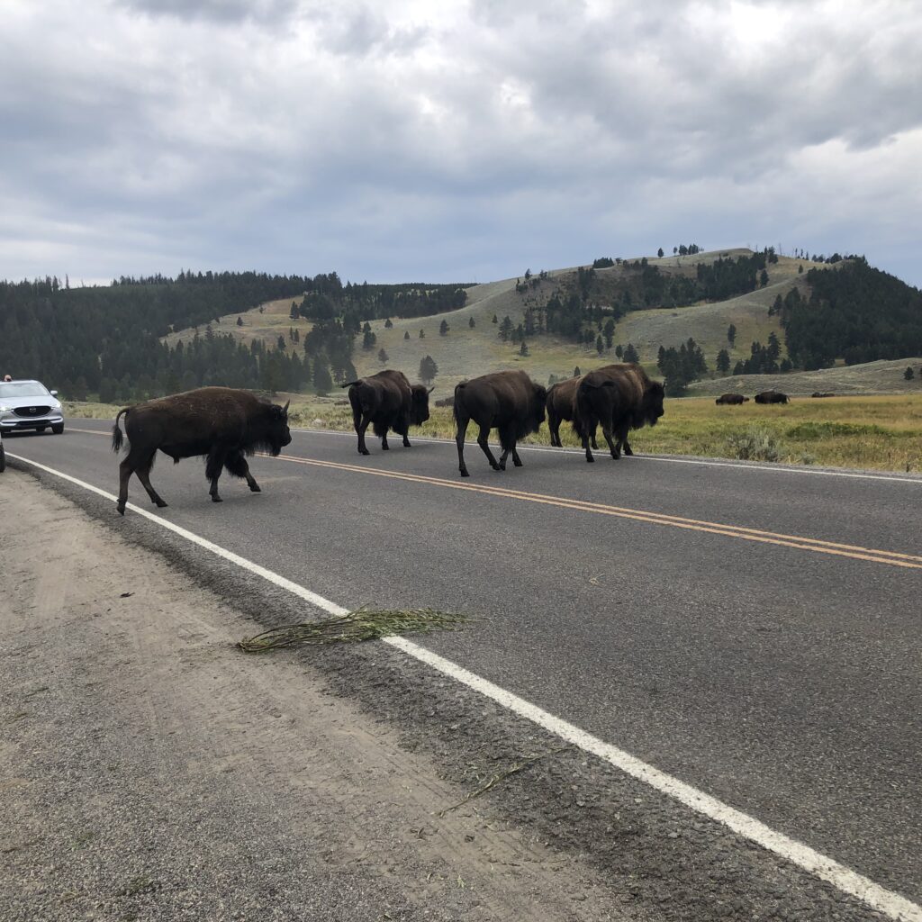where can i see bison in yellowstone
