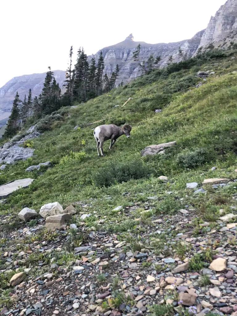 best wildlife hikes in glacier national park