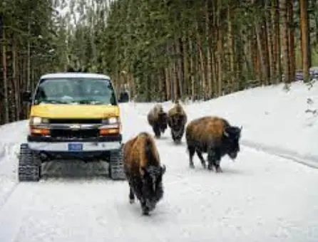 tours of yellowstone in winter