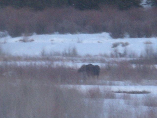 grizzly bears in yellowstone