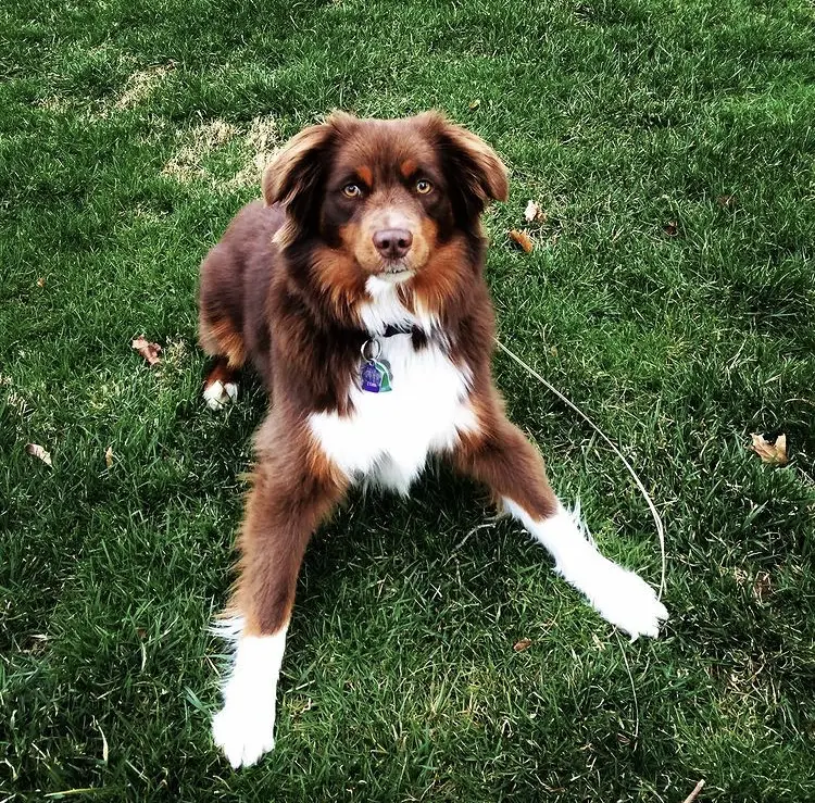 dogs at yellowstone