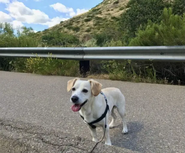 dogs in yellowstone